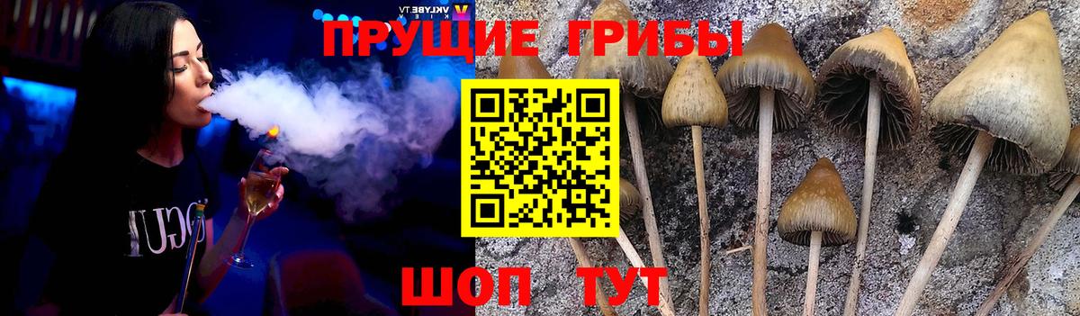 Псилоцибиновые грибы Cubensis  Вход с VPN  Псилоцибиновые грибы Psilocybe  Рассказово 
